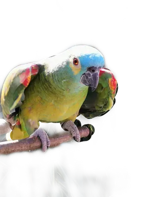 Colorful Budgieon Branch PNG Image