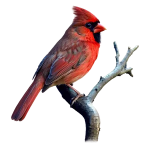 Colorful Cardinal Tattoo Design Png Mdf29 PNG Image