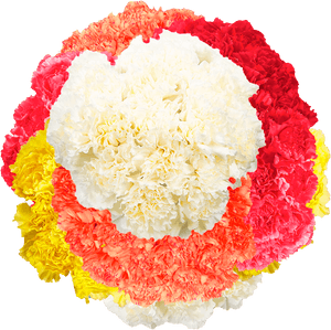 Color Bulk Carnations - Carnation, HD Png Download PNG image with transparent background