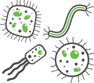 Respiratory Infections - Bacteria Png, Transparent Png PNG with transparent background