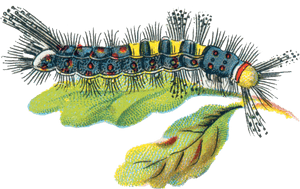 Orgyia Antiqua Caterpillar Male - Caterpillar Uk Illustration, HD Png Download PNG with transparent background