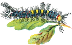 Colorful Caterpillaron Leaf PNG Image