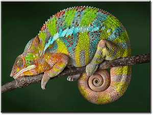 1 Panel Canvas Wall Art - Chameleon Animal PNG image with transparent background
