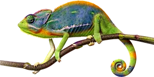 Colorful Chameleonon Branch.png PNG Image