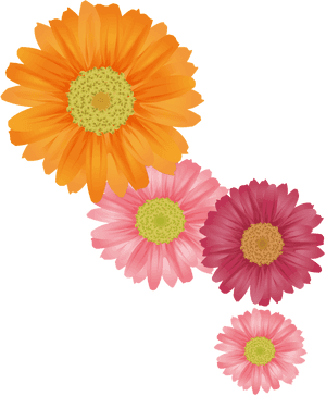 Fresh Orange Hand Painted Chrysanthemum Decorative - Summer Flower Vector, HD Png Download PNG image with transparent background