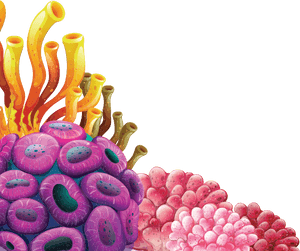 Coral Png High-quality Image - Coral Reef Transparent Background, Png Download PNG with transparent background