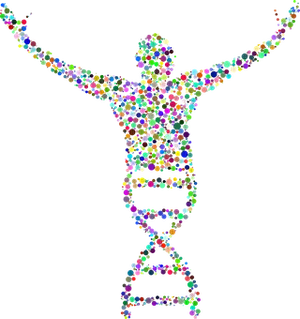 Colorful D N A Human Silhouette PNG Image