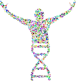 Colorful D N A Human Silhouette PNG Image