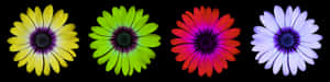 Colorful Daisy Flowers Black Background PNG image with transparent background