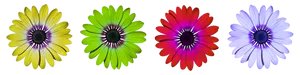 Colorful Daisy Flowers Black Background PNG Image