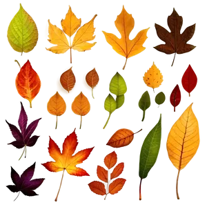 Colorful Fallen Leaves Collection Png Gva91 PNG Image