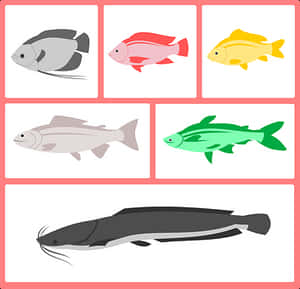 Colorful Fish Vector Illustration PNG image with transparent background