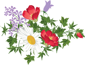 Delicate And Beautiful Big Red Hand Painted Chrysanthemum - African Daisy, HD Png Download PNG image with transparent background