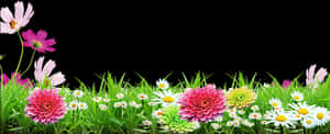 Colorful Floral Grass Border Black Background PNG image with transparent background