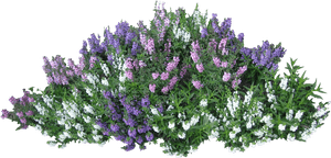 Shrubs Png, Transparent Png PNG with transparent background