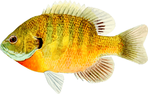 Bass,bony-fish - High Definition Of A Fish, HD Png Download PNG image with transparent background