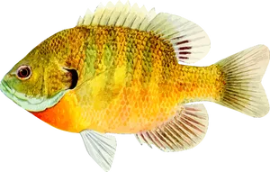 Colorful Freshwater Fish Illustration PNG Image