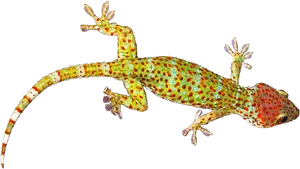 Colorful Gecko On Gray Background PNG Image