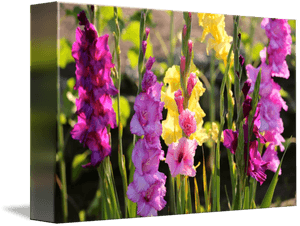 'multi Colored Gladiolus - Gladiolus, HD Png Download PNG with transparent background