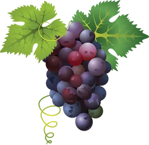 Colorful Grape Cluster Illustration PNG Image