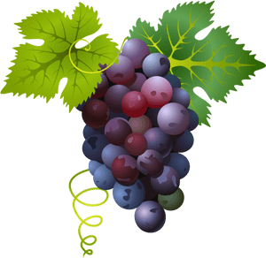 Common Grape Vine - Grape Png, Transparent Png PNG image with transparent background