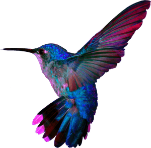 Colorful Hummingbird Tattoo, HD Png Download PNG image with transparent background