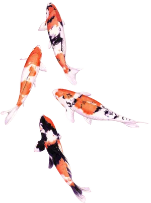 Colorful Koi Fish Swimming PNG Image