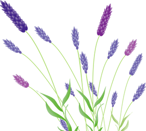 Colorful Lavender Illustration PNG image with transparent background