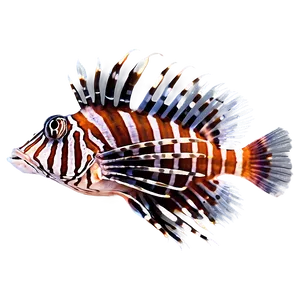 Colorful Lionfish Png Hxw PNG Image