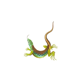 Colorful Lizard Illustrationon Black Background PNG Image