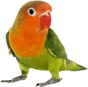 Colorful Lovebird Portrait PNG Image