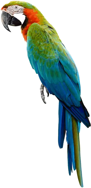 Colorful Macaw Transparent Background PNG Image