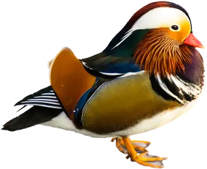 Colorful Mandarin Duck Portrait PNG Image