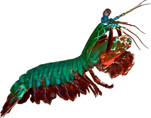 Oatmeal Mantis Shrimp Pea Shrimp Comic Oatmeal Icon - Mantis Shrimp No Background, HD Png Download PNG image with transparent background