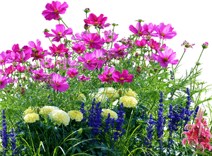 Meadow PNG Image PNG image with transparent background