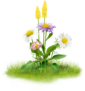 Colorful_ Meadow_ Flowers PNG with transparent background