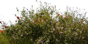 Meadow PNG HD PNG image with transparent background