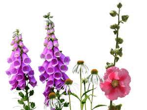 Meadow PNG Photo PNG image with transparent background