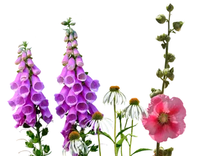 Colorful Meadow Flowers Transparent Background PNG Image