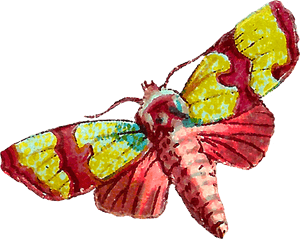 Both Of The Moth Images Are Shabby And Distressed, - Butterfly, HD Png Download PNG