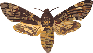 Death Head Hawk Clip Arts - Death Head Moth Transparent, HD Png Download PNG with transparent background