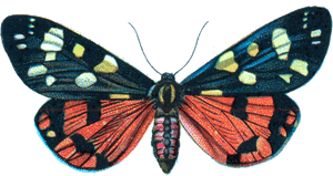Callimorpha Dominula - Moths Png File, Transparent Png PNG