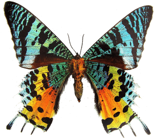 Madagascan Sunset Moth, HD Png Download PNG with transparent background
