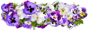 Flower,flowering Plant,wild Family,annual Plant,morning - Purple Flower Line Png, Transparent Png PNG image with transparent background