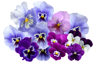 Colorful_ Pansy_ Flowers_ Transparent_ Background.png PNG image with transparent background