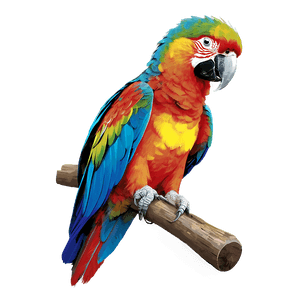 Colorful Parrot PNG whu62 PNG