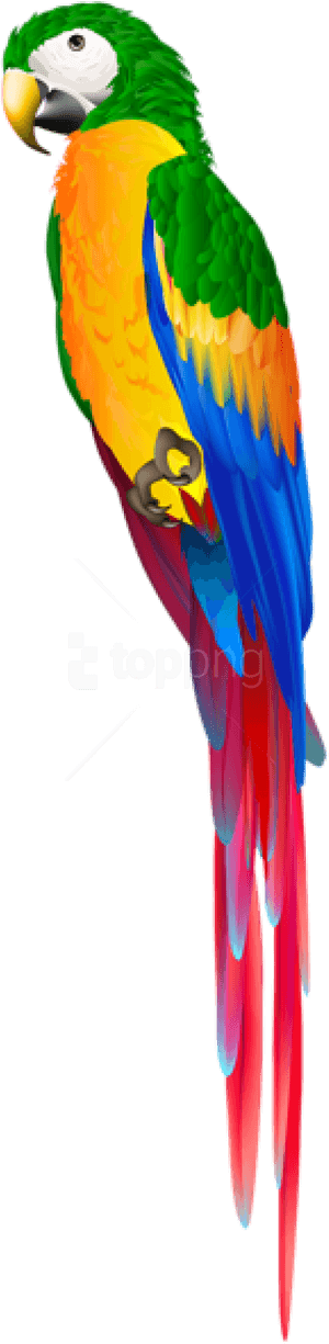 Free Png Download Parrot Green Png Images Background - Parrot Images In Png PNG image with transparent background