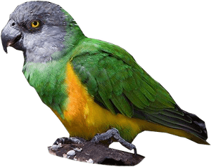 Senegal Parrot - Niam Niam Parrot PNG image with transparent background