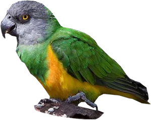 Colorful Parrot Profile PNG Image