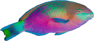 #colormehappy #fish #fishes #tropic #tropical #tropicalfish - Tropical Fish Transparent Background, HD Png Download PNG image with transparent background